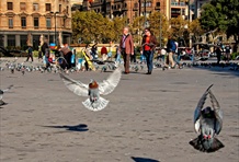 Explore Plaza Catalunya